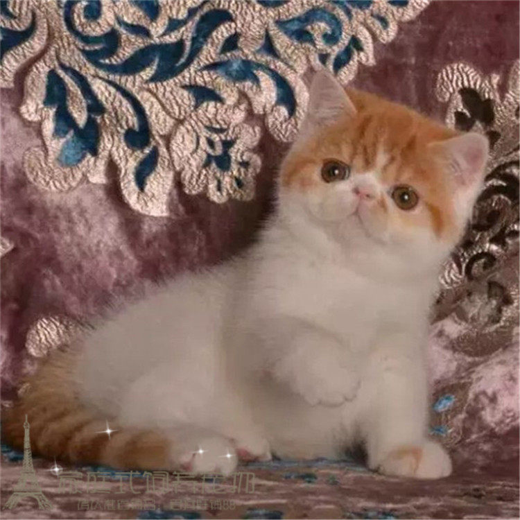 加菲猫异国短毛猫纯种猫宠物猫幼猫水滴眼包子脸活体红虎斑弟弟g