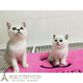 英短银渐层英国短毛猫折耳立耳幼崽活体纯种活体宠物猫活体公猫p