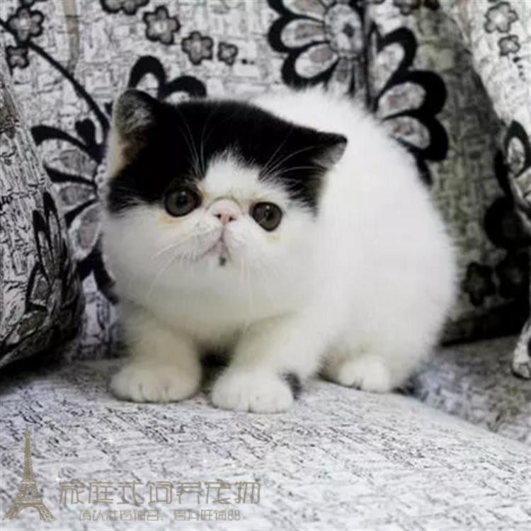 出售宠物小猫咪 异短加菲猫活体幼猫 黑白色纯种加菲异国短毛猫p