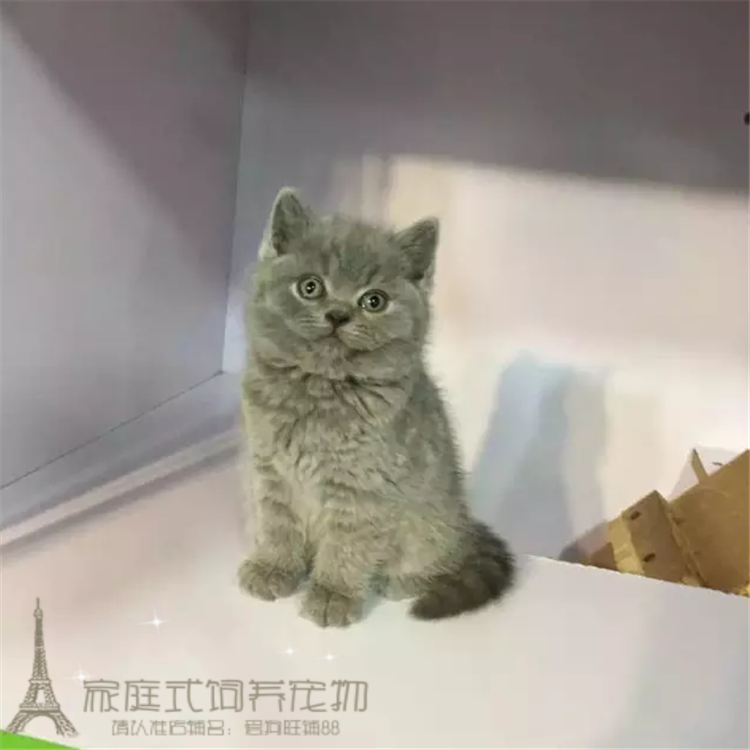 出售英国短毛猫幼猫英短蓝猫活体幼猫橘眼英短蓝猫折耳立耳均有p