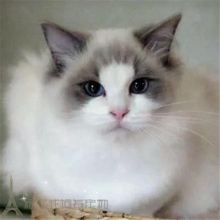 出售布偶猫 猫咪布偶猫蓝双海豹色 纯种家养活体宠物猫 布偶猫g