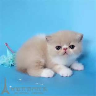 宠物猫咪活体低价折耳猫波斯猫加菲猫布偶猫暹罗猫幼猫出售p
