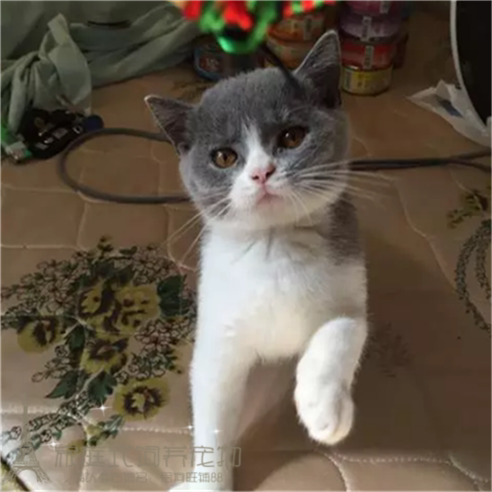 英短蓝猫宠物猫活体英国短毛猫幼猫蓝白家养活体纯种正八子脸p