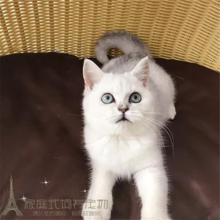 出售纯种猫银渐层英国短毛猫立耳猫活体幼猫宠物猫包健康包邮p
