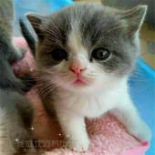 英短蓝白英国短毛猫纯种家养蓝白猫正八字蓝白幼猫英短蓝白活体p