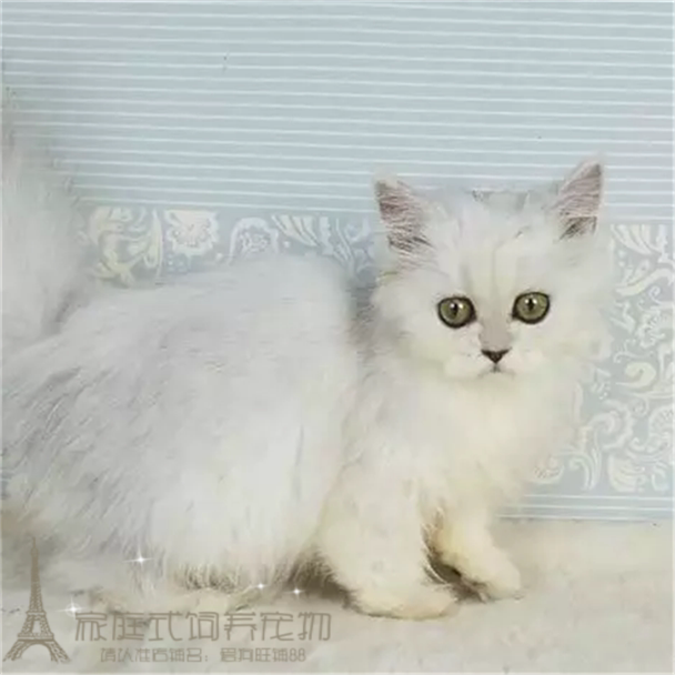 金吉拉猫纯种家养金吉拉幼猫金吉拉猫长毛猫绿眼猫宠物猫活体g