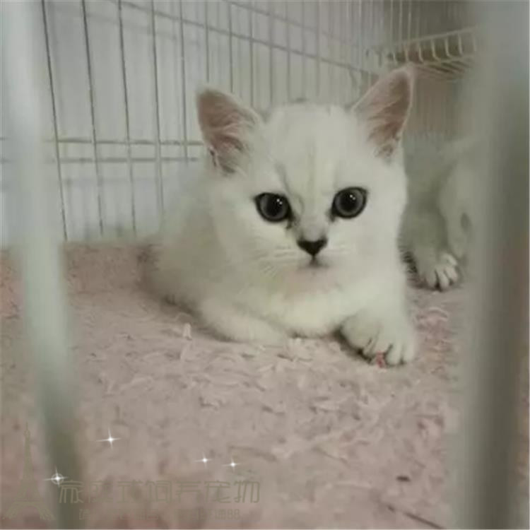 英国短毛猫幼猫 英短银渐层 家养纯种 小宠物猫咪幼猫活体出售p