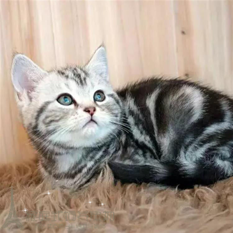 出售美短加白起司猫宠物猫银虎斑美国短毛猫幼猫活体美短w_虎窝淘
