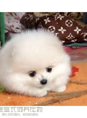 纯白色博美犬纯种茶杯博美日本俊介袖珍球体博美幼犬狗32p