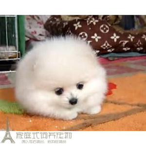 纯白色博美犬纯种茶杯博美日本俊介袖珍球体博美幼犬狗32g