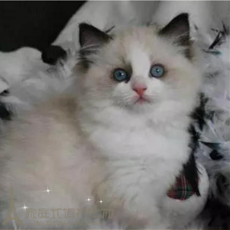 CFA注册猫舍出售纯种布偶猫活体蓝双色海豹色布偶幼猫宠物猫p
