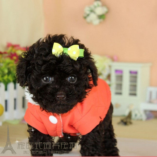 韩国泰迪黑色泰迪犬茶杯犬迷你型玩赏型家庭犬聪明健康可爱p