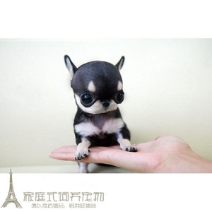 墨西哥血统纯种长毛吉娃娃幼犬出售/茶杯袖珍宠物狗狗2g