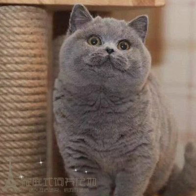 蓝猫幼猫活体纯种英国短毛猫宠物猫咪立耳俄罗斯蓝白猫猫舍p