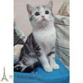 美短加白美国短毛猫纯种美短加白起司猫宠物猫银虎斑加白起司猫p