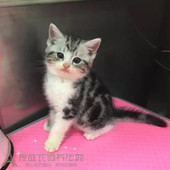 家养出售美短加白宠物猫银虎斑起司猫美国短毛猫活体幼猫纯种p