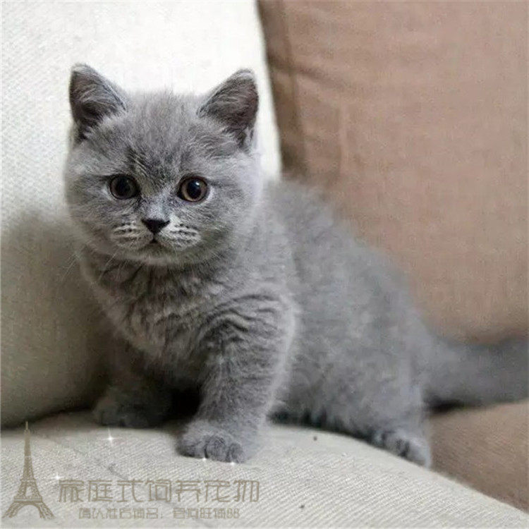 出售英国短毛猫纯种英短蓝猫幼猫活体英短立耳蓝猫英国短毛猫p