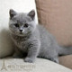出售英国短毛猫纯种英短蓝猫幼猫活体英短立耳蓝猫英国短毛猫p