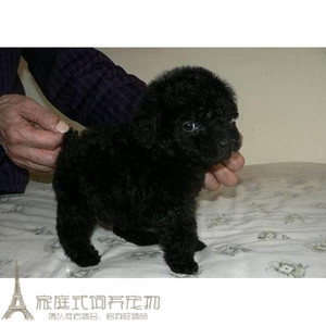 纯自家繁殖家养式纯种黑色泰迪犬泰迪熊犬迷你泰迪幼犬活体g