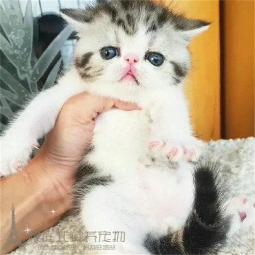 纯种活体出售异国短毛猫