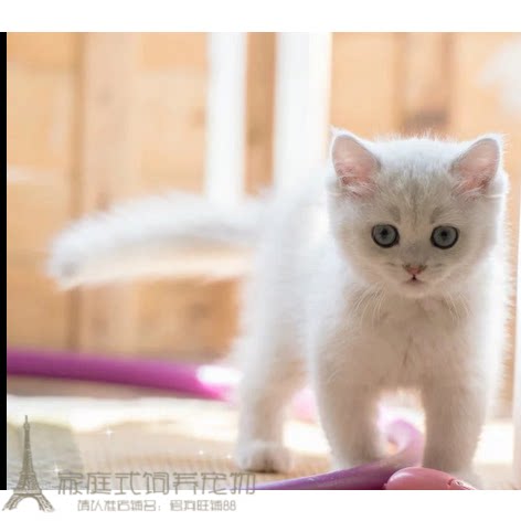 英短银渐层英国短毛猫美国短毛猫幼猫纯种立耳渐层猫宠物猫活体p