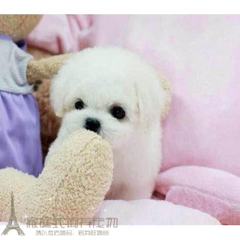 纯种活体法国卷毛比熊犬幼犬茶杯犬迷你型家养赛级幼狗比熊犬p2p