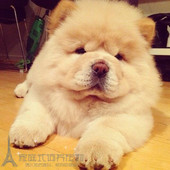 纯种松狮犬幼犬活体公母犬支持支付宝憨厚可爱松狮宝宝大毛量p