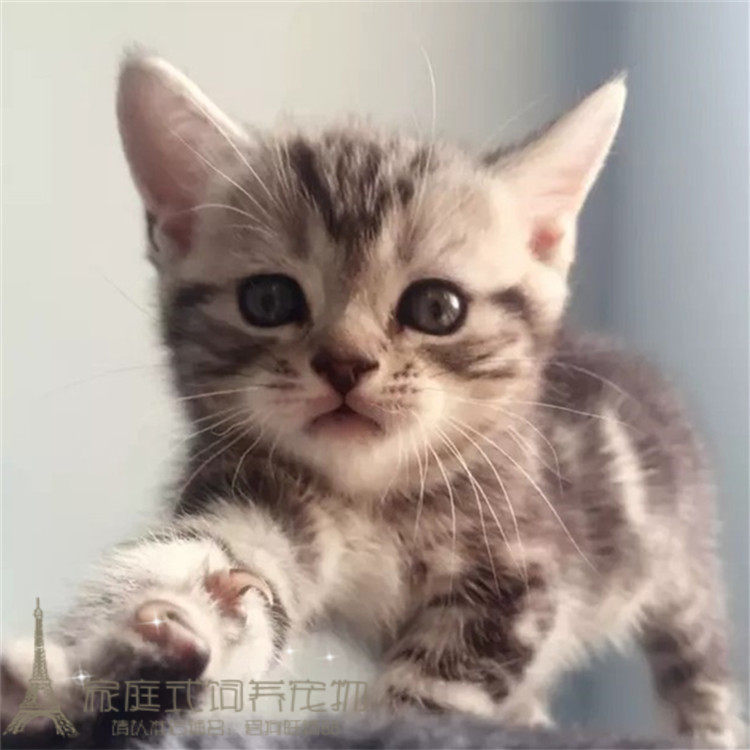 美国短毛猫 纯种美短起司猫活体美短幼猫立耳美短银虎斑宠物猫w