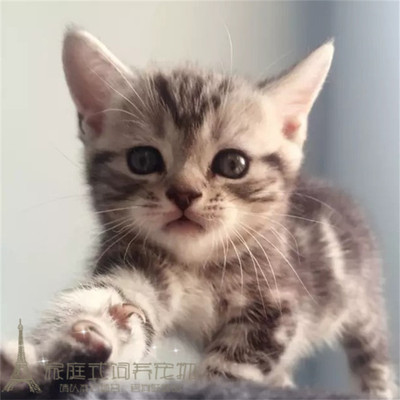 美国短毛猫纯种美短立耳银虎斑