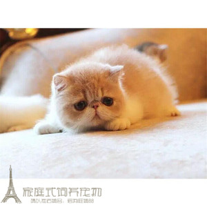 加菲猫宠物猫咪异国短毛猫家养纯种短毛猫幼猫活体双色弟弟公猫g