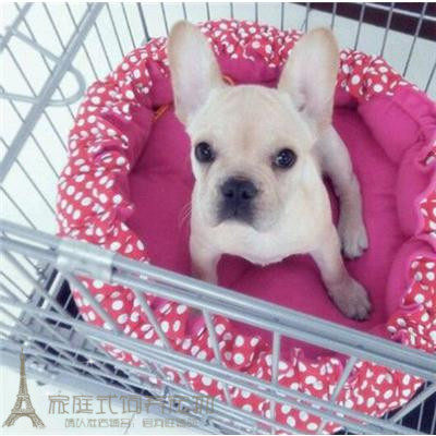 纯种活体法国斗牛犬法斗法牛活体赛级幼犬宠物狗狗出售36p