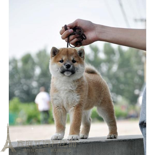 纯种日本柴犬狗狗豆柴可爱活泼日系柴犬幼犬活体城市家养小型犬p