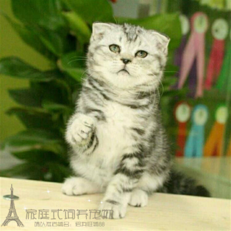 美国短毛猫美短纯种折耳猫银虎斑起司活体幼猫家养宠物猫包邮w