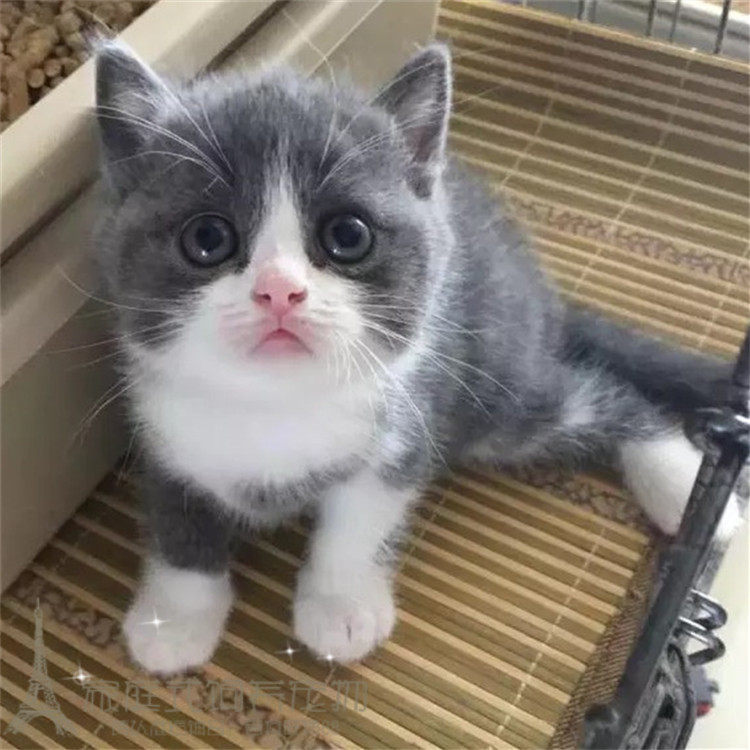 出售英短蓝白猫宠物猫纯种英国短毛猫英短蓝白立耳活体幼猫幼崽w