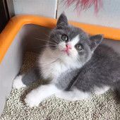 出售英短蓝白猫 宠物猫纯种英国短毛猫英短蓝白立耳活体幼猫p