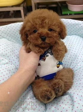 家养纯种红泰迪幼犬茶杯长不大的泰迪狗玩具型迷你赛级贵宾69p