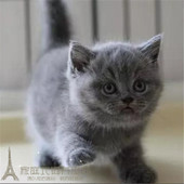 宠物幼猫活体纯种英国短毛猫英短蓝猫活体宠物猫家养折耳猫出售p