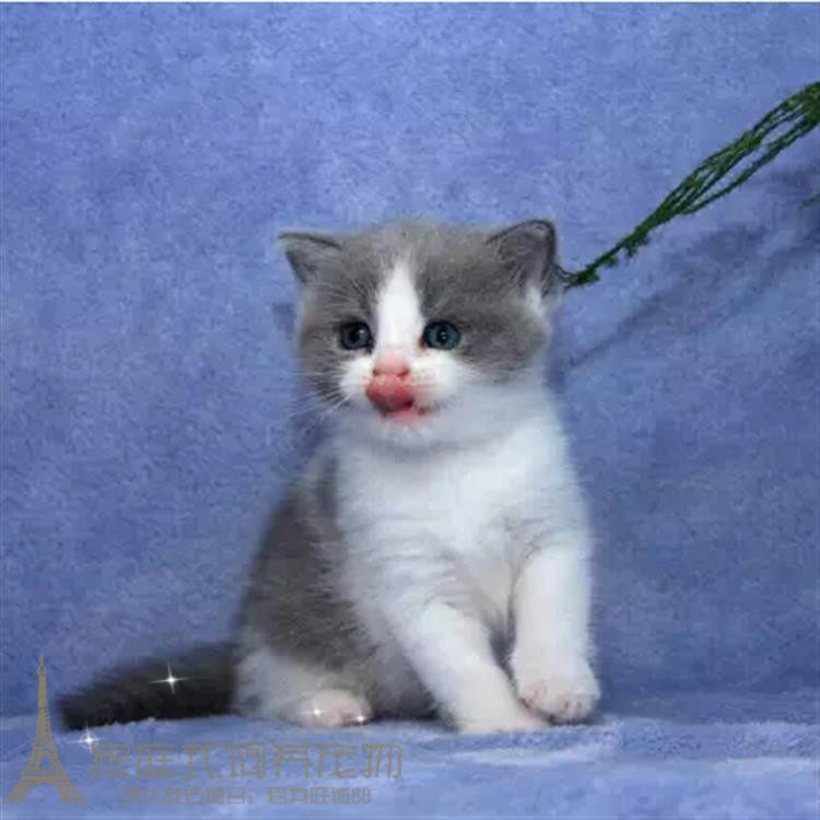 纯种蓝猫弟弟赛级蓝猫英国短毛猫幼猫正八粉鼻蓝白英短活体p