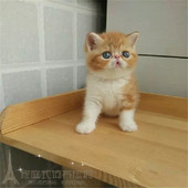 赛级家养电影版 红虎斑加白加菲猫异国短毛猫纯种幼猫活体宠物猫p