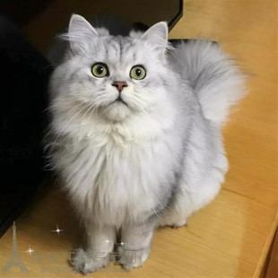 CFA猫舍出售金吉拉幼猫长毛猫纯种家养金吉拉宠物猫活体猫咪w