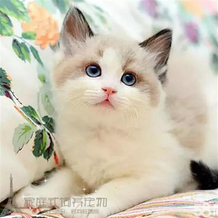 CFA赛级出售布偶猫蓝双海豹色纯种家养活体宠物猫布偶猫幼猫p