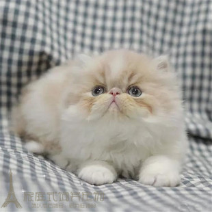 出售宠物猫加菲猫活体幼猫纯种异国短毛猫加菲猫小猫长毛猫波斯p