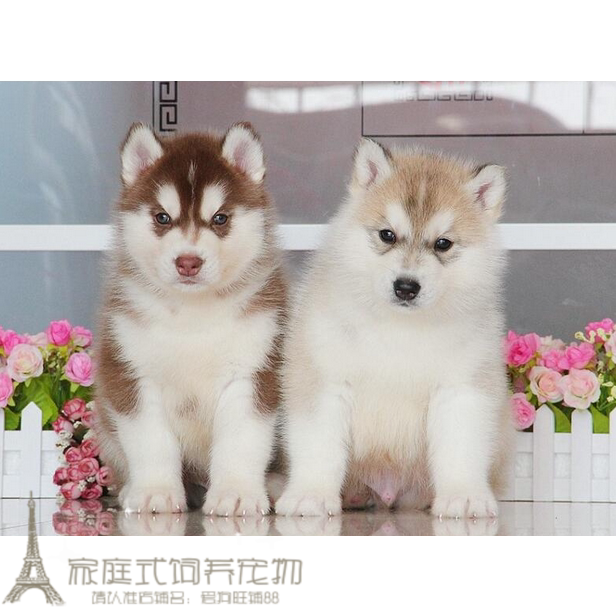 出售纯种哈士奇犬双蓝眼三把火西伯利亚雪橇犬宠物狗幼犬活体p