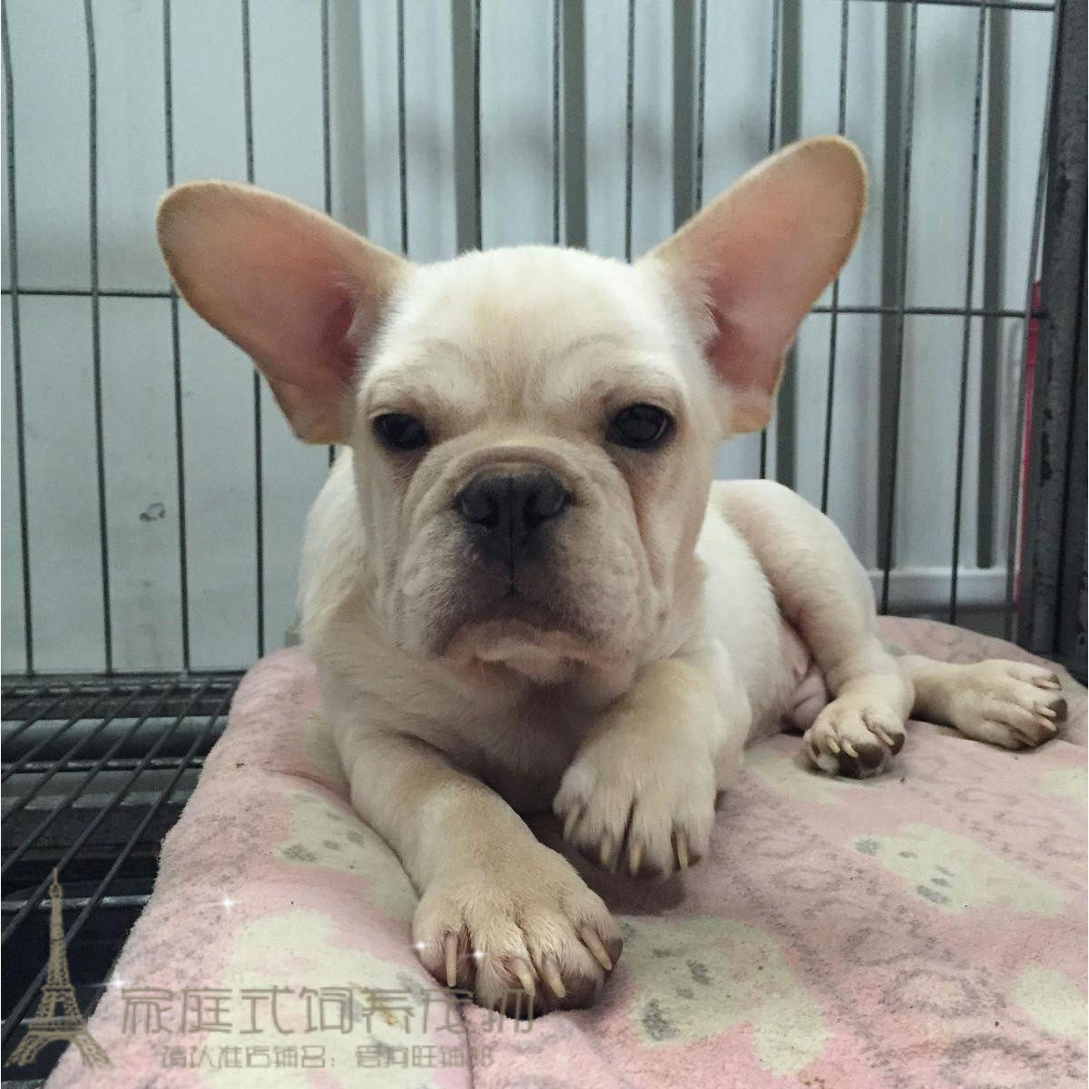 纯种活体法国斗牛犬幼犬法斗狗狗法牛饲养小型犬家庭伴侣宠物狗p