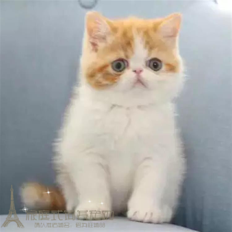 出售纯种活体红虎斑异国短毛猫