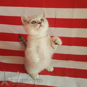 出售纯种英国短毛猫 家养英短宠物猫咪幼猫活体英短渐层可爱p