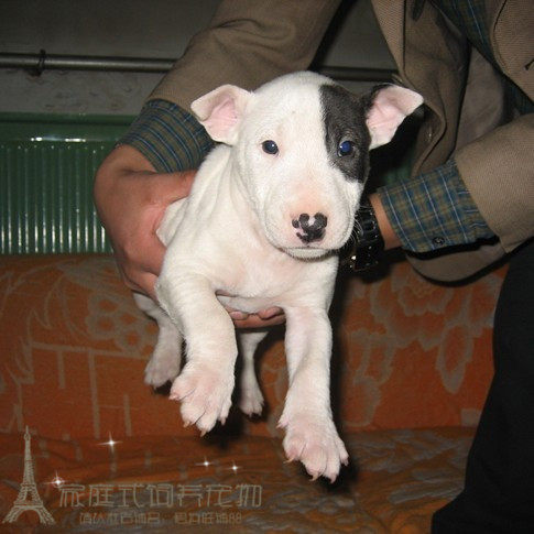自家家养纯种海盗眼牛头梗幼犬蛋脸弓鼻疫苗驱虫做好p