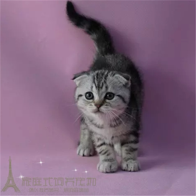 美国短毛猫纯种美短加白起司猫活体折耳猫幼猫活体美短宠物猫p