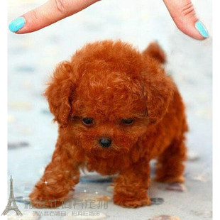 赛级红泰迪幼犬茶杯长不大的泰迪狗玩具型迷你赛级灰色贵宾7p