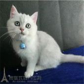 英短银渐层英国短毛猫纯种萌宠小宠物猫咪幼猫活体支持支付宝p